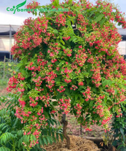 Cây cảnh sử quân tử trồng chậu nở hoa siêu đẹp