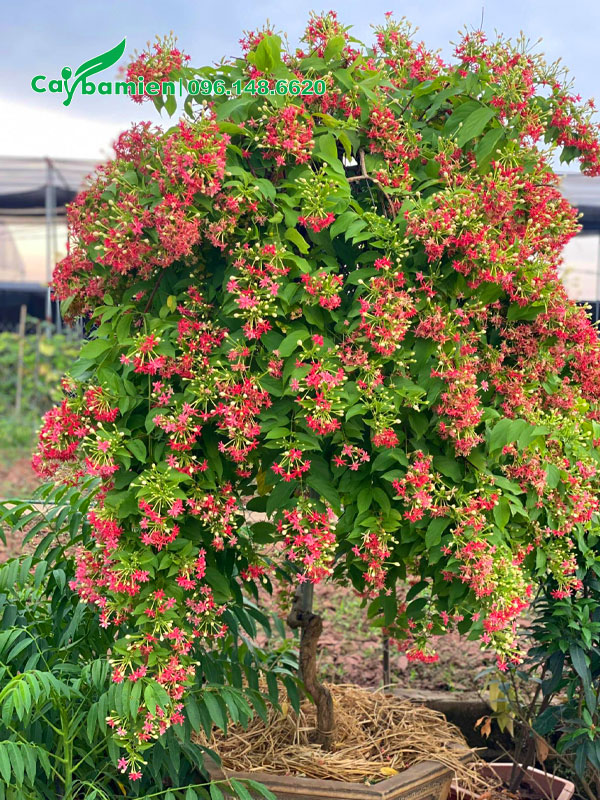 Cây cảnh sử quân tử trồng chậu nở hoa siêu đẹp