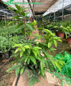 Vườn trồng và bán cây Trúc Nhật số lượng lớn