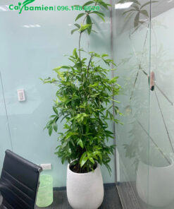 Chậu cây cảnh Trúc Nhật cao hơn 1m trang trí phòng họp