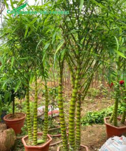 Trúc Quan Âm trưởng thành cao 2m