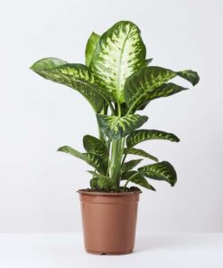 Cây vạn niên thanh