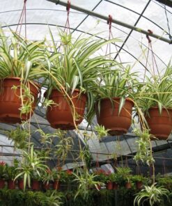 Chăm Sóc cỏ lan chi