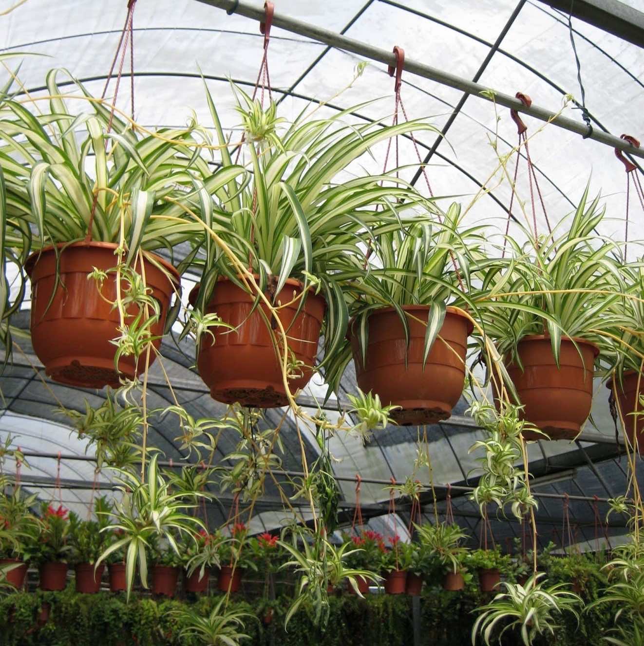 Chăm Sóc cỏ lan chi