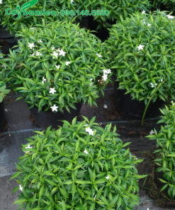 Mai Vạn Phúc loại nhỏ, tán rộng 30cm