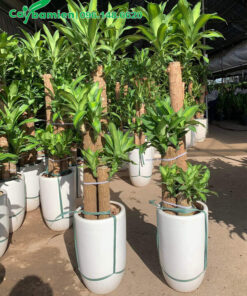 Thiết Mộc Lan cảnh, cao 1m5