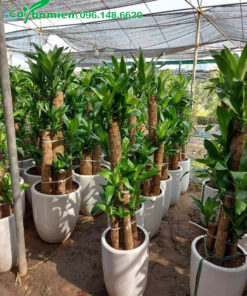 Nơi trưng bày Cây Thiết Mộc Lan trồng chậu đẹp, chiều cao từ 1m5 - 1m8