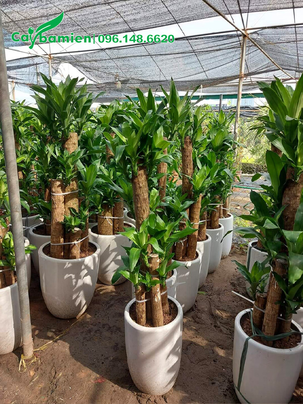 Nơi trưng bày Cây Thiết Mộc Lan trồng chậu đẹp, chiều cao từ 1m5 - 1m8