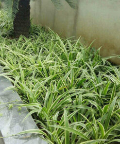 Cỏ lan chi trồng bồn