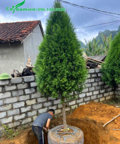 Đào đất khoanh bầu cho cây đường kính gốc 8 - 10cm