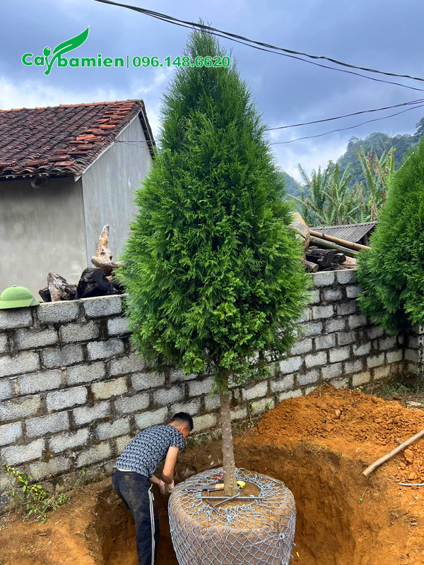 Đào đất khoanh bầu cho cây đường kính gốc 8 - 10cm