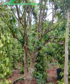 Dâu Da trồng xen với các loại cây cảnh khác