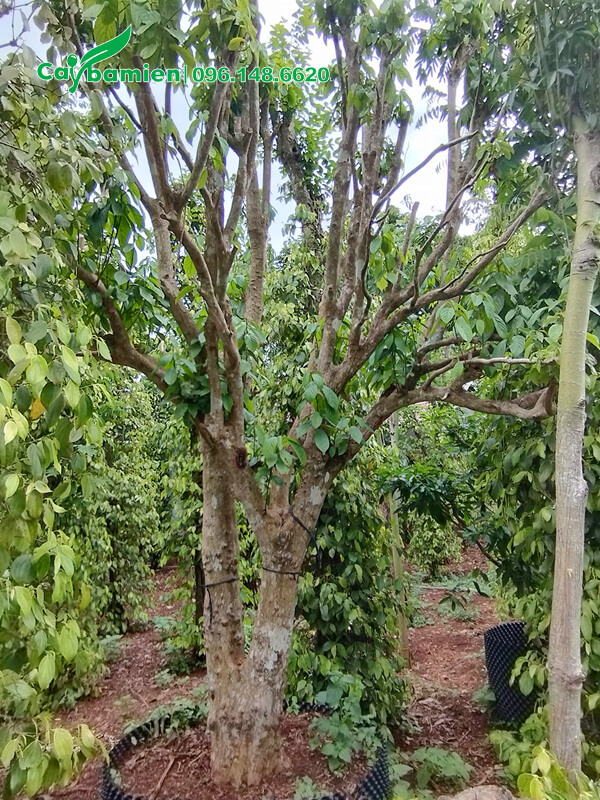 Dâu Da trồng xen với các loại cây cảnh khác