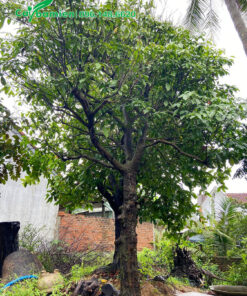 Dâu Da Đất cổ thụ, thân xù xì