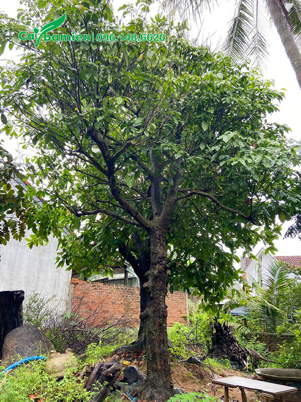 Dâu Da Đất cổ thụ, thân xù xì