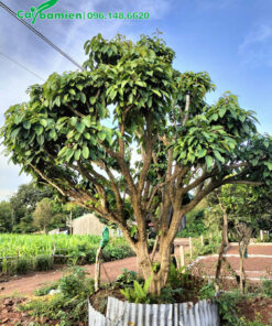 Cây Dâu Da Đất bonsai, cao gần 2m