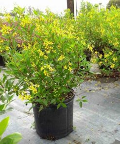 Cây kim đồng vàng