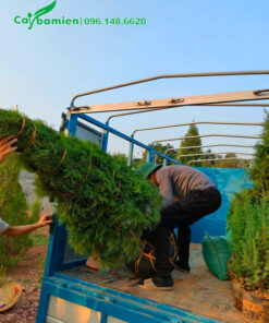 Những cây hoàng đàn cao hơn 2m đang được xếp lên xe