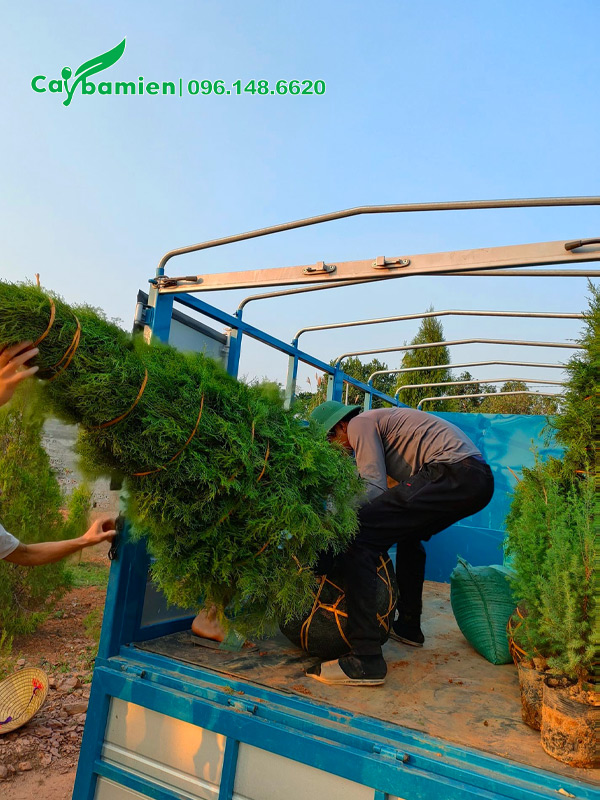 Những cây hoàng đàn cao hơn 2m đang được xếp lên xe