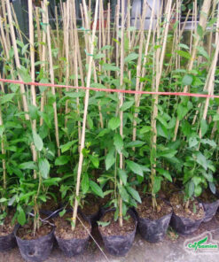 Bán cây cúc tần Ấn Độ theo chậu