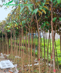 Cây giống chiều cao 2m