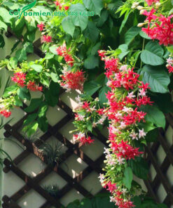 Giàn cây hoa Sử Quân Tử kép trồng trước sân nhà