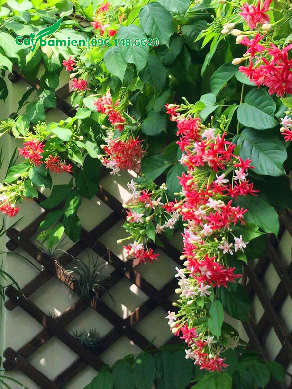 Giàn cây hoa Sử Quân Tử kép trồng trước sân nhà