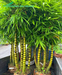 Những bụi cây Trúc Quan Âm 5 thân bứng thẳng tại vườn