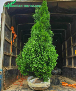 Xếp từng cây hoàng đàn cao 1m5 lên thùng xe tải