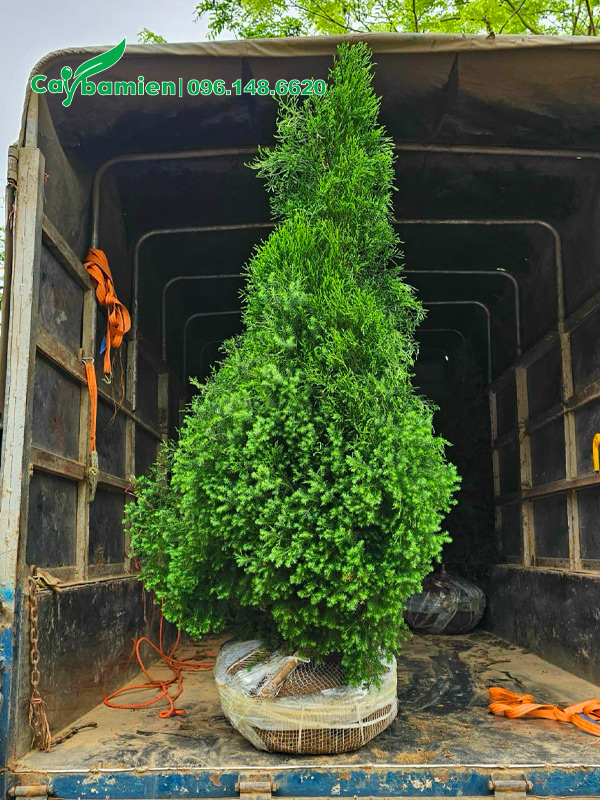 Xếp từng cây hoàng đàn cao 1m5 lên thùng xe tải