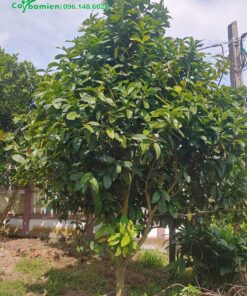 Cây Hải Đường cao 3 mét, cắt tỉa tạo dáng tháp đẹp