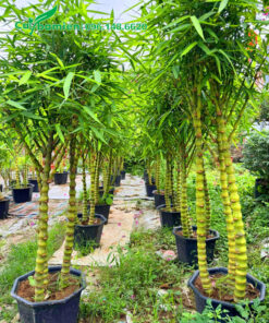 Cây Trúc Phật Bà trồng chậu chiều cao 2m