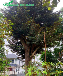 Cây vú sữa công trình tán đẹp