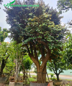 Một cây vú sữa cổ thụ đường kính gốc 40cm