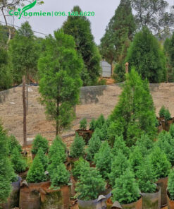 Vườn nhân giống có đủ mọi kích thước cây