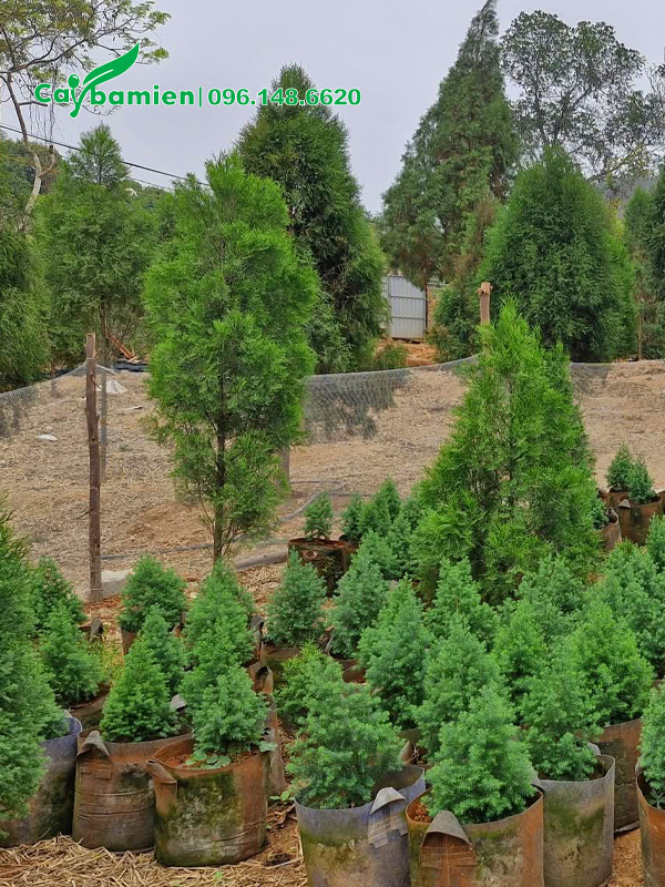 Vườn nhân giống có đủ mọi kích thước cây