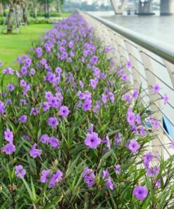 Hoa chiều tím nở