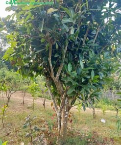 Bán cây hoa hải đường cổ thụ, có 2 thân chính, đường kính gốc 20cm