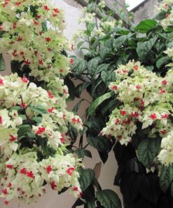 Cây hoa ngọc nữ