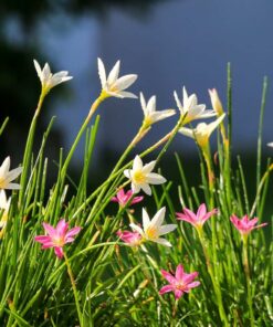 Tóc tiên trắng hồng