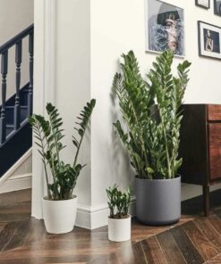 Cây kim tiền phong thủy