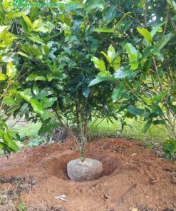 Bứng bầu cho cây hải đường