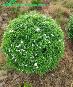 Cây có đường kính tán 60cm, hoa đang ra