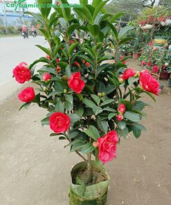 Chậu cây trà thâm bát diện