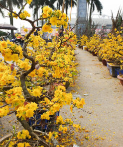 Bán cây mai vàng giá rẻ