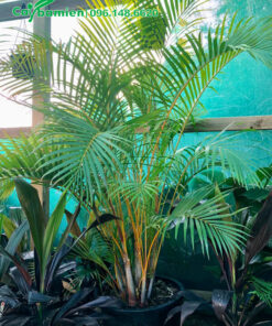 Cau Vàng công trình cao hơn 1m