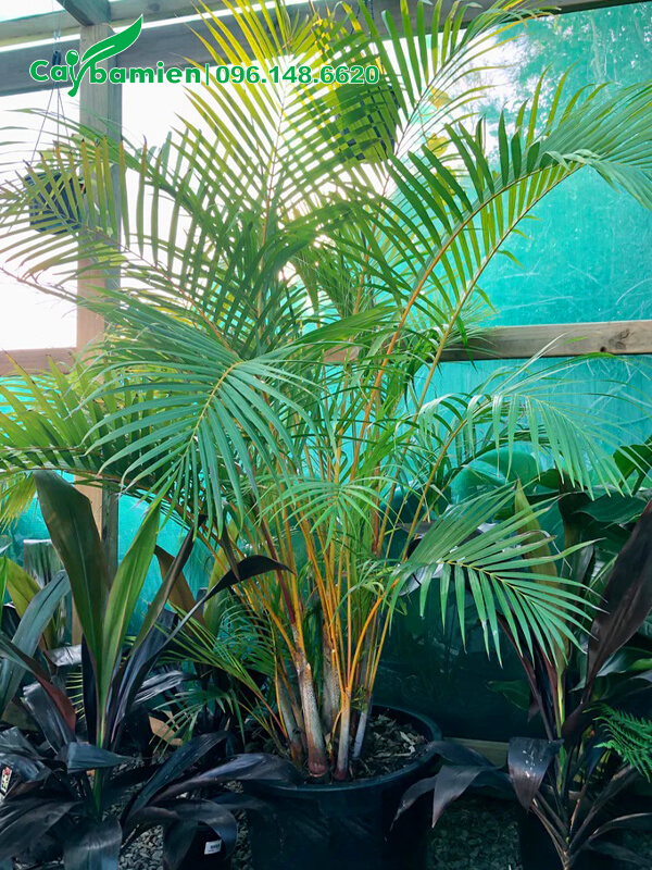 Cau Vàng công trình cao hơn 1m