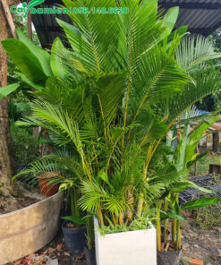 Cau vàng trồng trong chậu sứ vuông