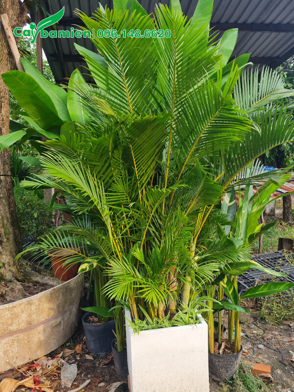 Cau vàng trồng trong chậu sứ vuông