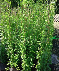 Mua cây mành chúc theo chậu, giá tốt nhất thị trường